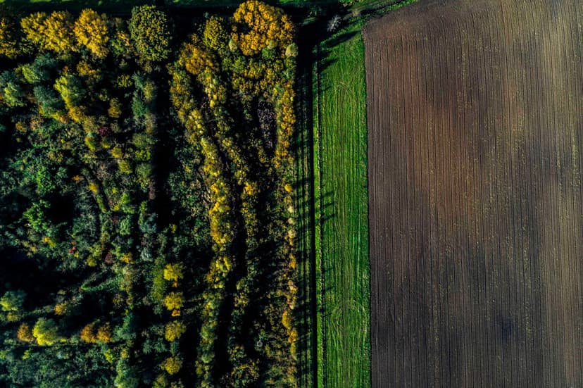 Voedselbossen: een alternatief voor intensieve landbouw?