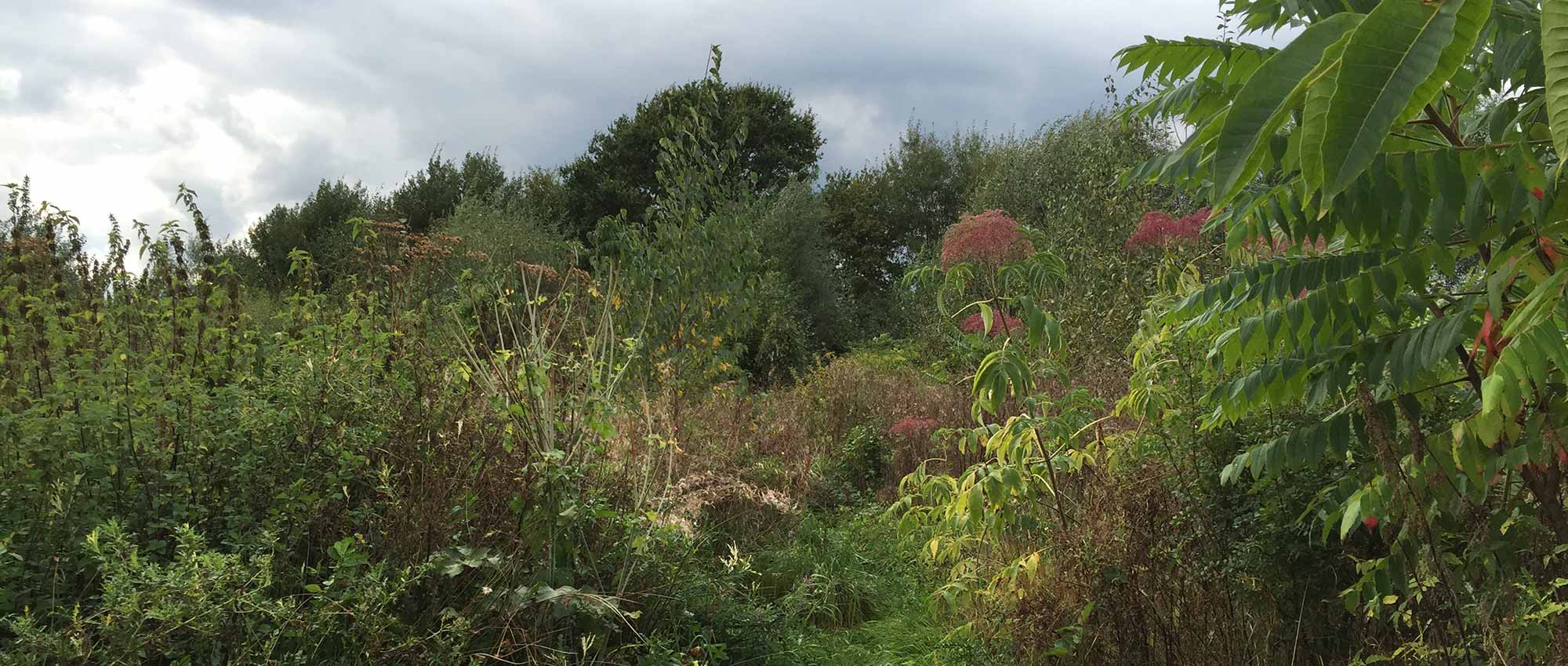 What is a food forest