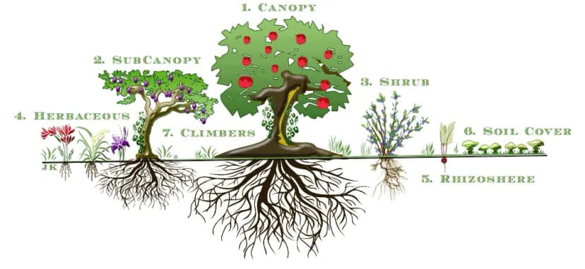 Wat is een voedselbos?